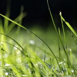 aerator do trawy